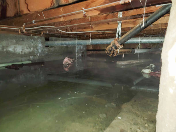 Best Water damage mitigation services  in Hrison, AR