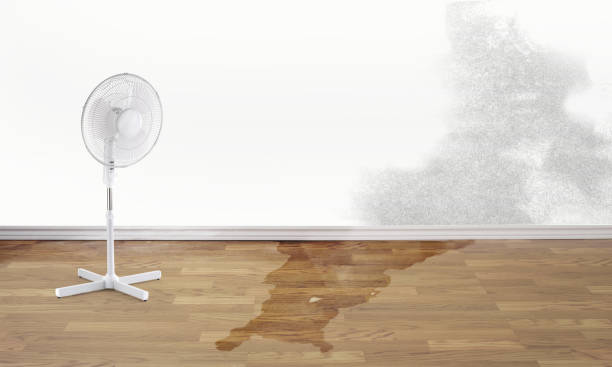 Best Water damage restoration near me  in Hrison, AR